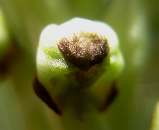 Pterygodium dracomontanum floral texture